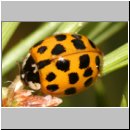 Harmonia axyridis - Asiatischer Marienkaefer 56.jpg
